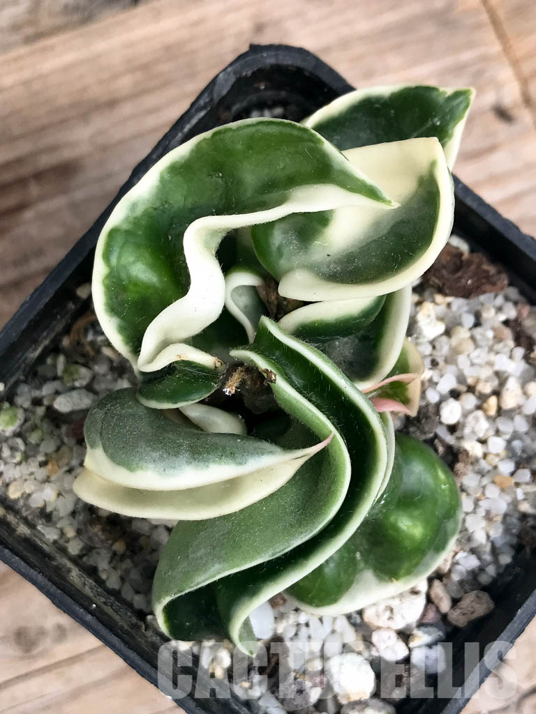 SHPR6543 Hoya carnosa ‘Compacta Variegata’ – Кактус онлайн