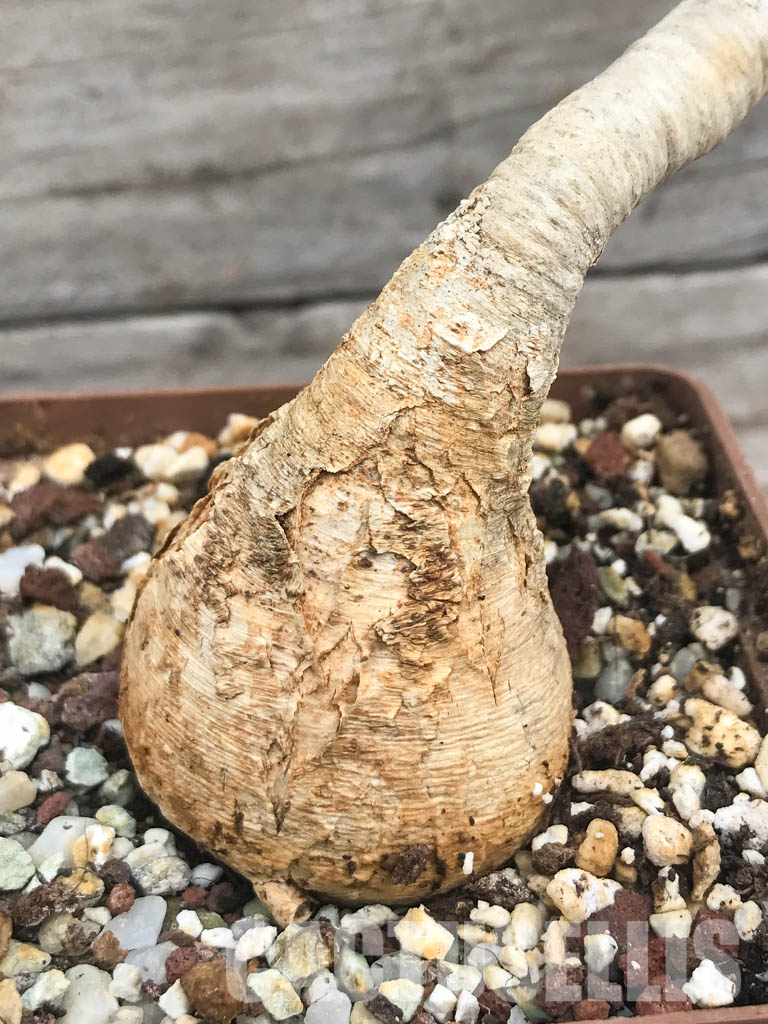 SHPR950 Euphorbia ramena, Western Indian Ocean, Madagascar, Africa - Image 2