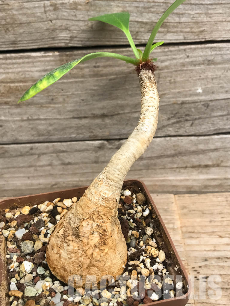 SHPR950 Euphorbia ramena, Western Indian Ocean, Madagascar, Africa - Image 4