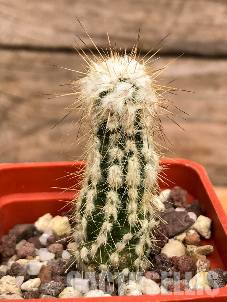 LOT310 10 SEEDS Eulychnia Saint-pieana - Image 2