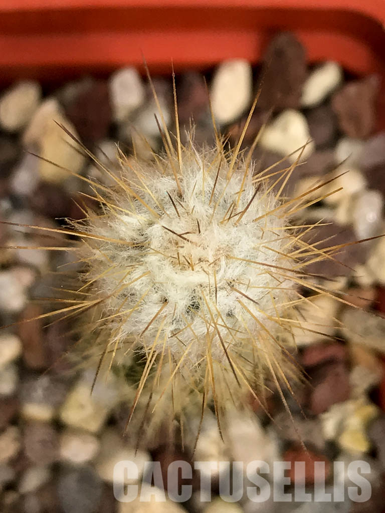 LOT310 10 SEEDS Eulychnia Saint-pieana