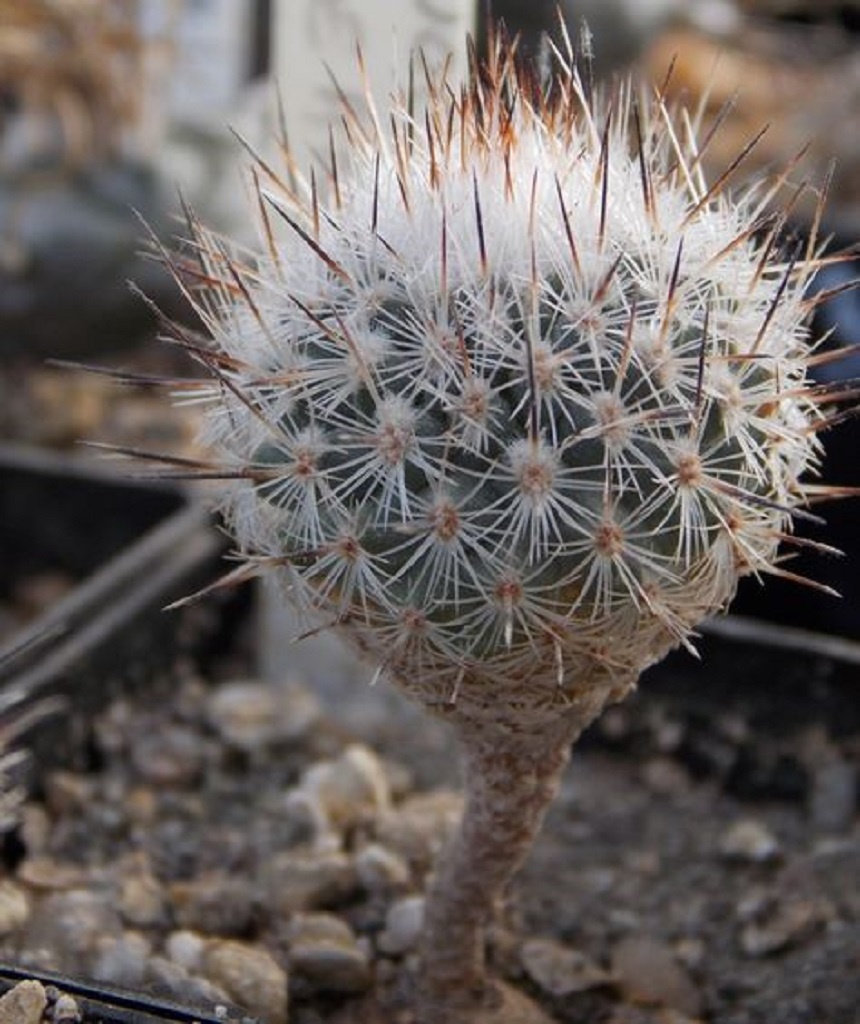 LOT450 20 SEEDS Turbinicarpus Booleanus
