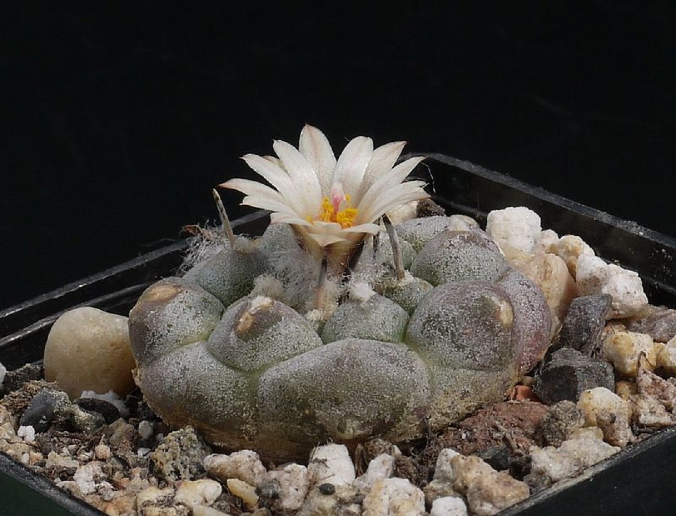 LOT452 20 SEEDS Turbinicarpus Jauernigii