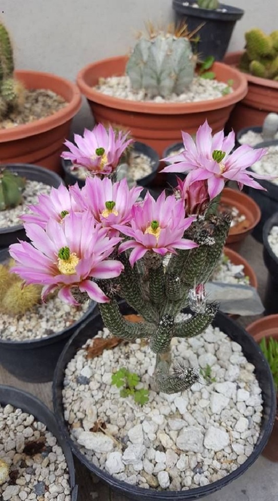 LOT455 10 SEEDS Wilcoxia Kroenleinii