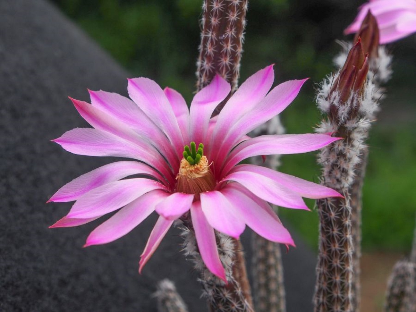 LOT458 10 SEEDS Wilcoxia Poselgeri v. sp