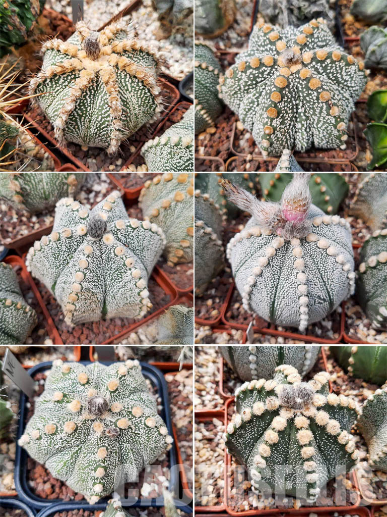 LOT305 100 SEEDS Astrophytum Asterias Mix 2022