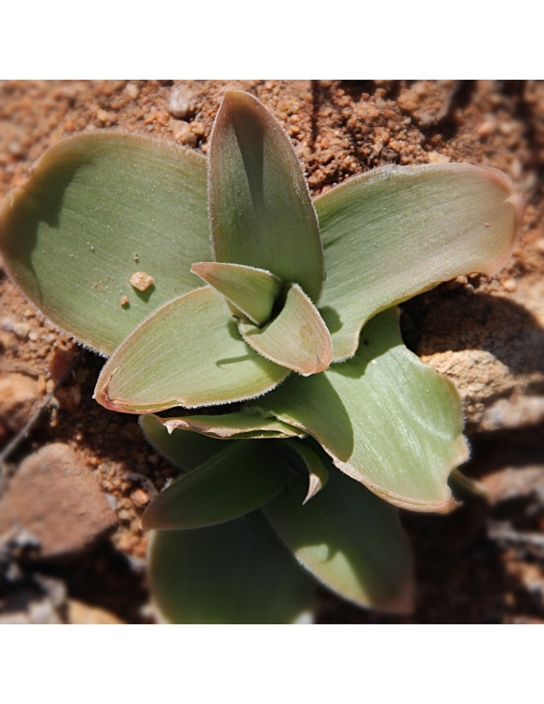 LOT349 10 SEEDS Bulbine Brunsviglaefolia JAA 2235