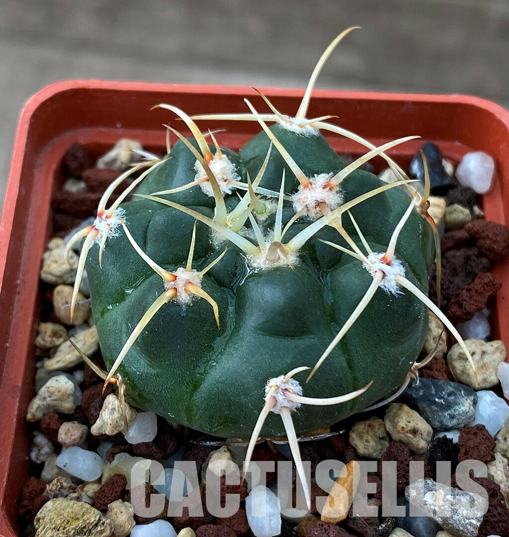 LOT320 10 SEEDS Gymnocalycium Monvillei v. Steineri P182