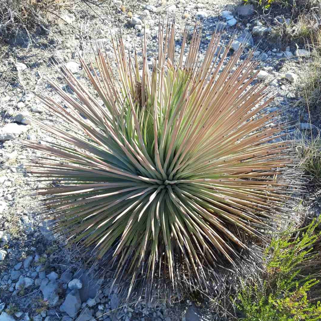 LOT340 10 SEEDS Agave Stricta v. Rubra
