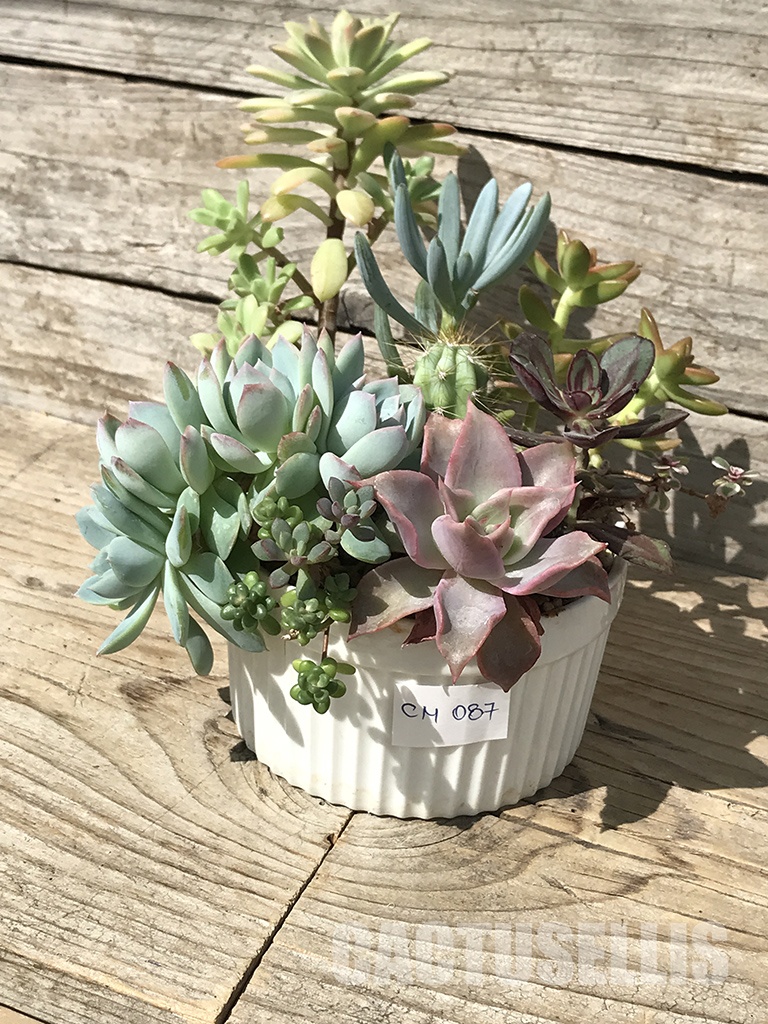 CM 087 Композиция сукулентни растения в керамична кашпа