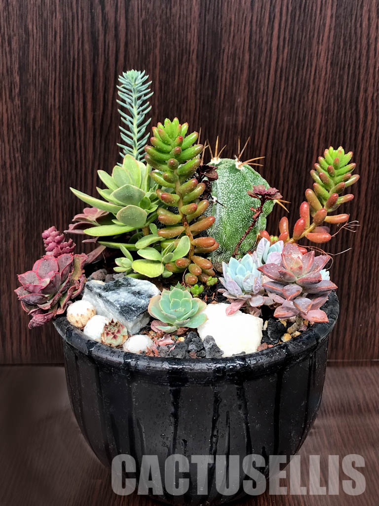 CM090 Композиция сукулентни растения в керамична кашпа - Image 2