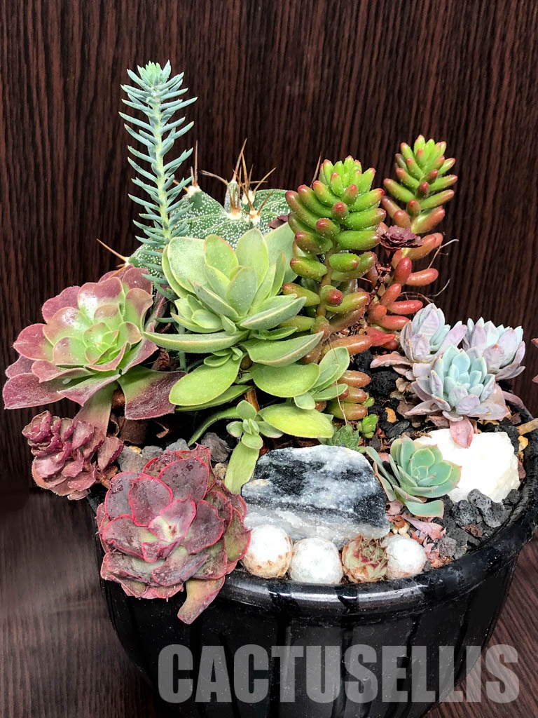 CM090 Композиция сукулентни растения в керамична кашпа - Image 3