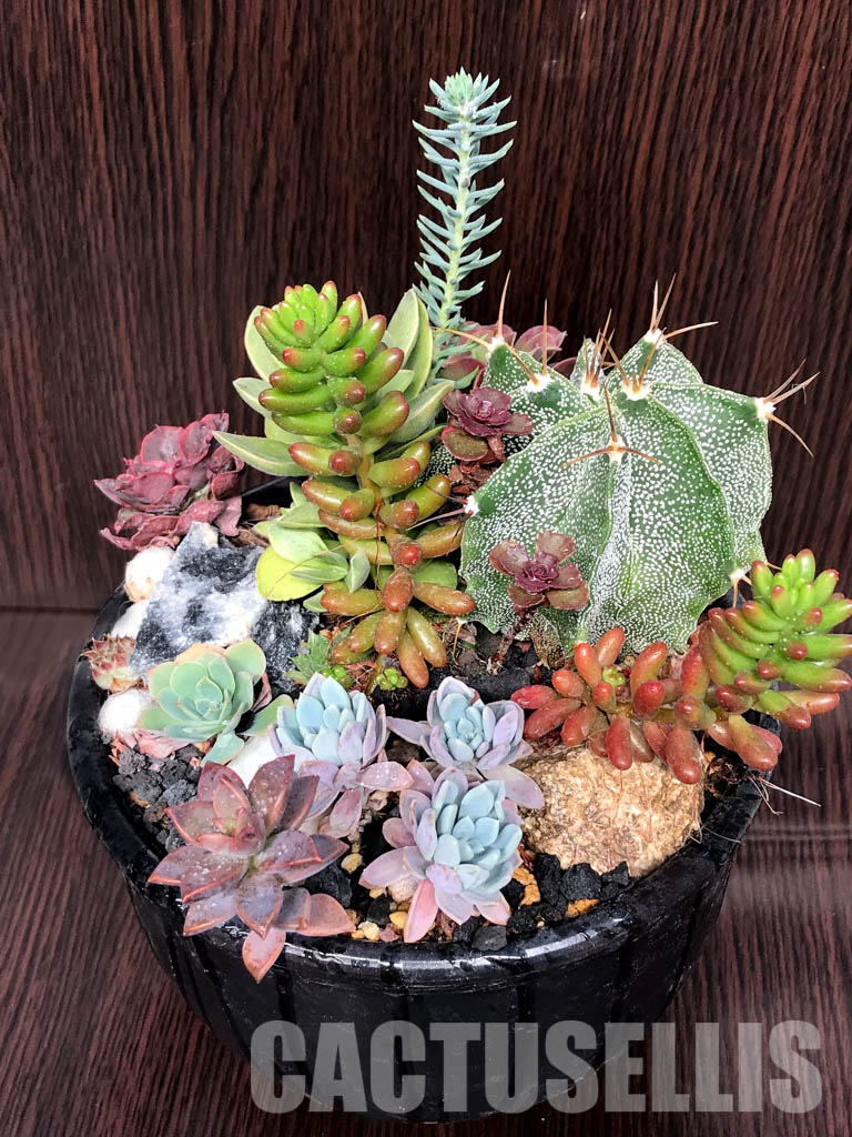 CM090 Композиция сукулентни растения в керамична кашпа