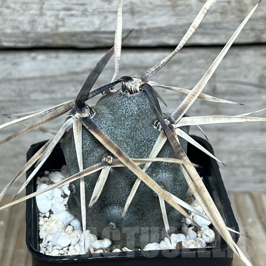 SHPR20857 Tephrocactus alexanderi