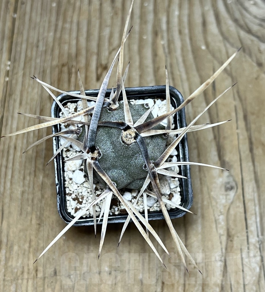 SHPR20857 Tephrocactus alexanderi - Image 2