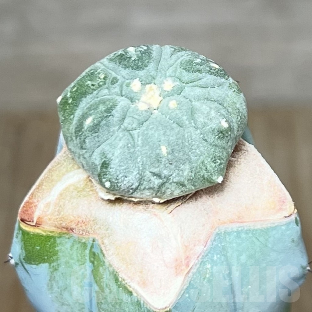 SHPR20859 Anhalonium hybrid 'Fukuryo', grafted – Bild 2