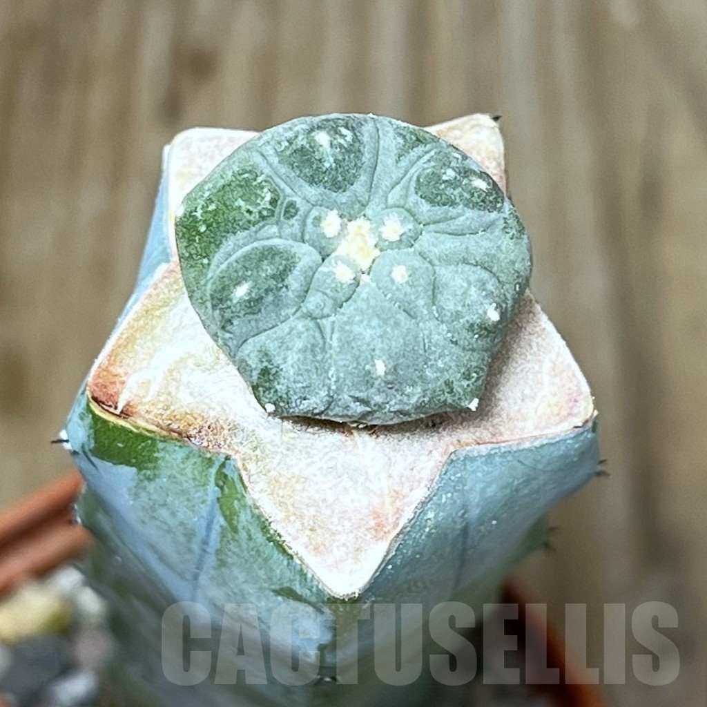 SHPR20859 Anhalonium hybrid 'Fukuryo', grafted – Bild 3