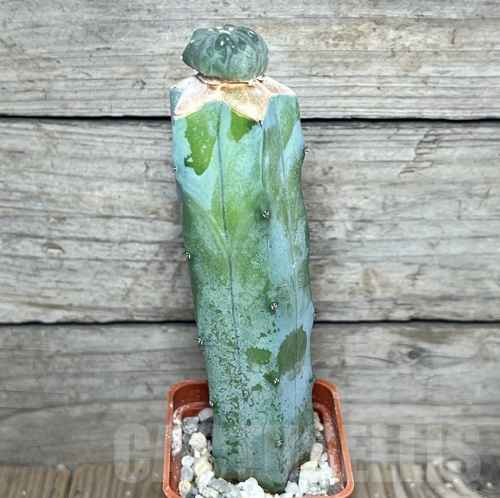 SHPR20859 Anhalonium hybrid 'Fukuryo', grafted – Bild 4