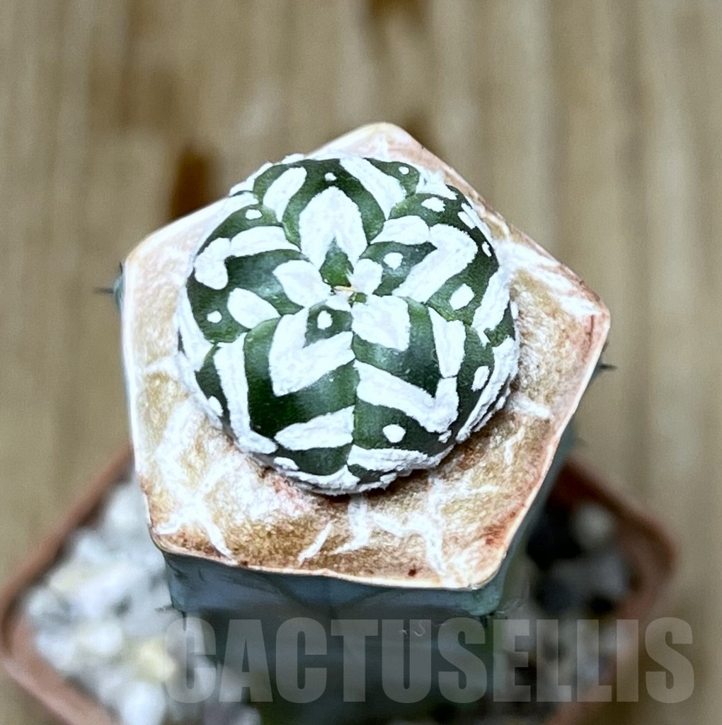 SHPR20860 Astrophytum asterias ‘Super Kabuto’ V-type 5-Ribs, grafted