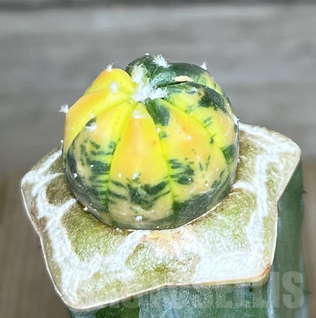 SHPR20861 Astrophytum asterias f. variegata, grafted