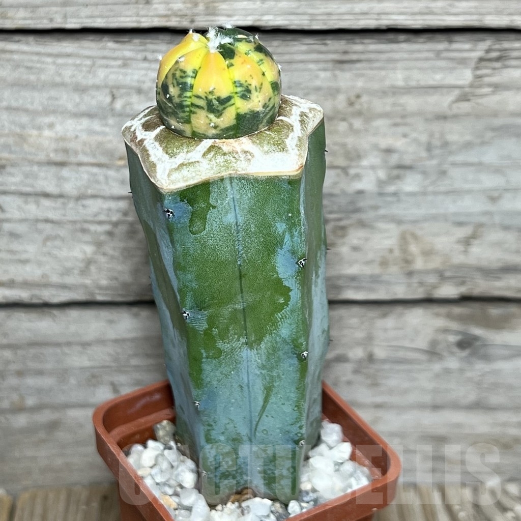 SHPR20861 Astrophytum asterias f. variegata, grafted - Image 2