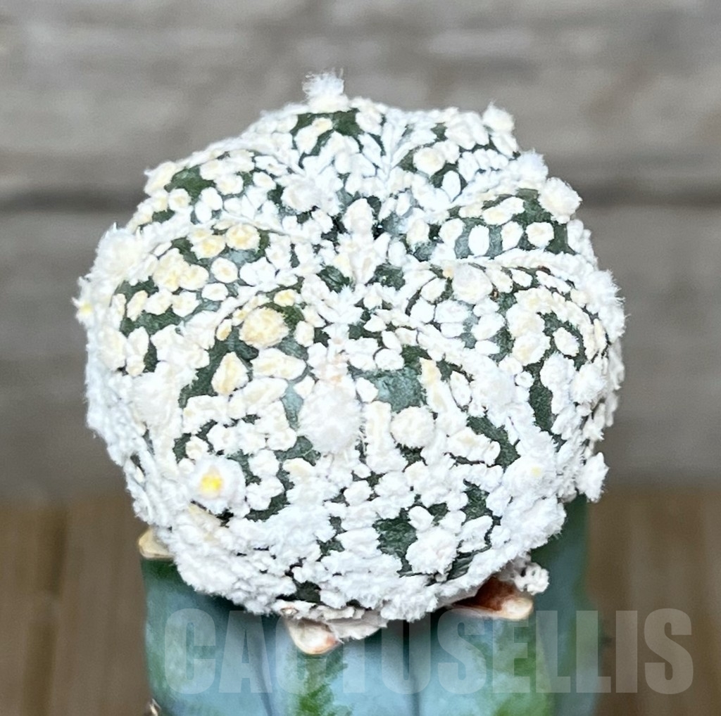 SHPR20862 Astrophytum asterias ‘Super Kabuto’ hybrid, grafted