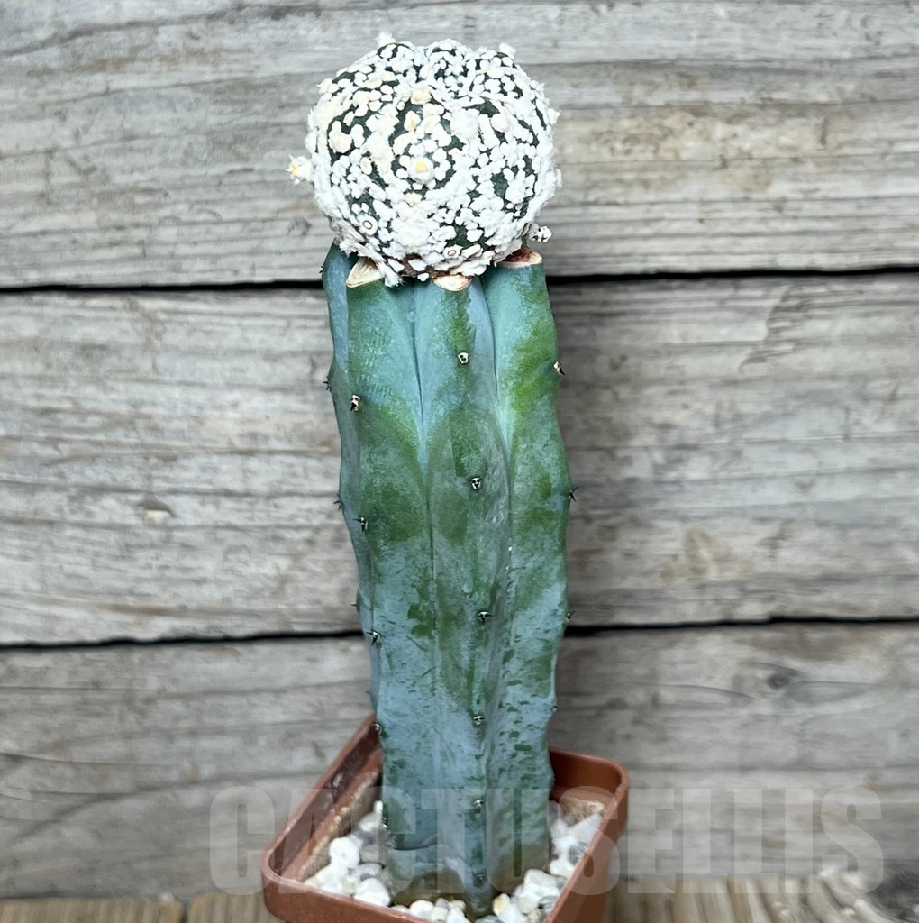 SHPR20862 Astrophytum asterias ‘Super Kabuto’ hybrid, grafted - Image 2