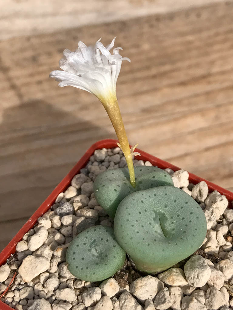 SHPR6800 Conophytum jucundum subsp. fragile 'avenantii' RR 596, South Africa
