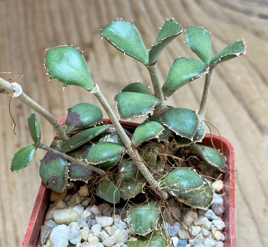 SHPR6551 Kungia aliciae var. komarovii - immagine 2