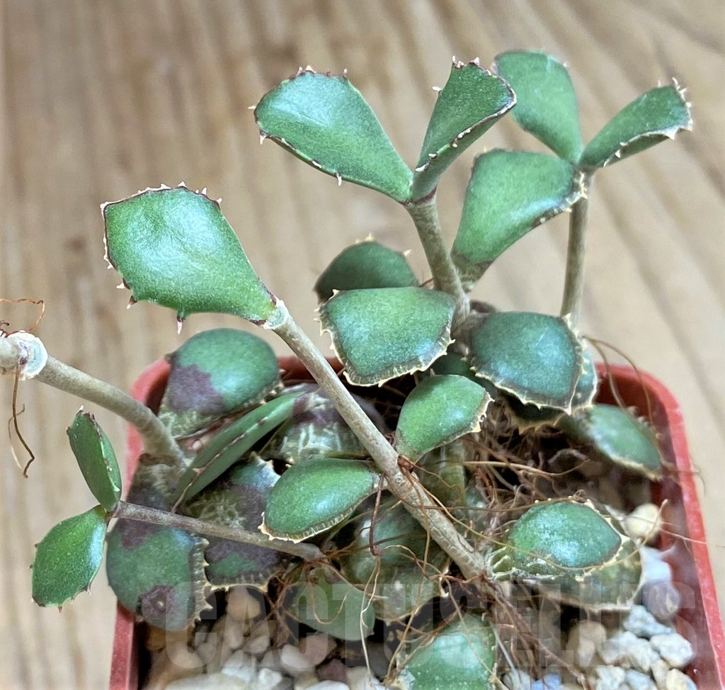 SHPR6551 Kungia aliciae var. komarovii