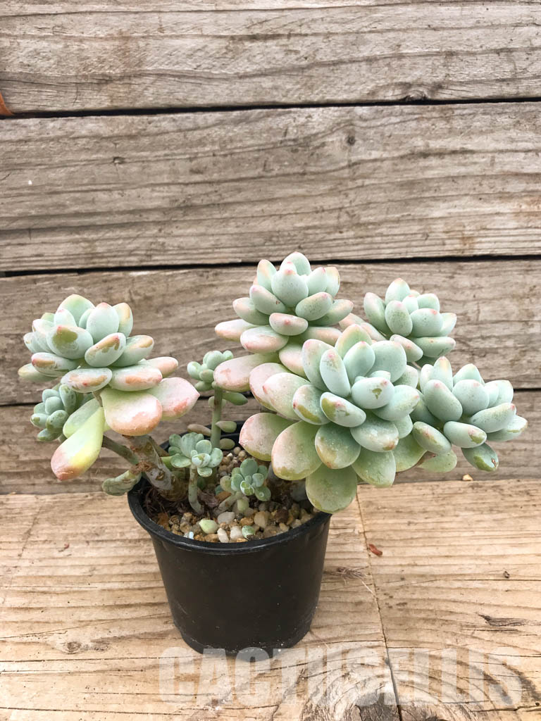 SHPR3598 Sedum clavatum - Image 2