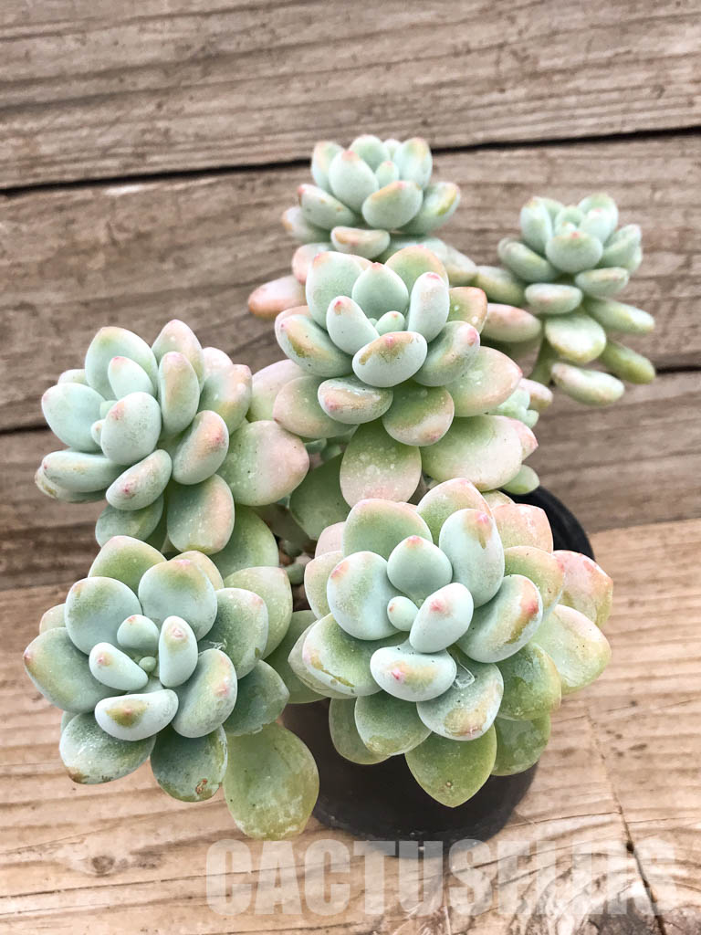 SHPR3598 Sedum clavatum - Image 3