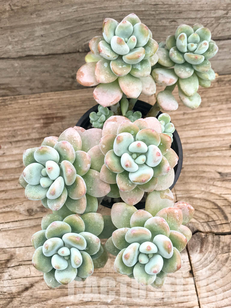 SHPR3598 Sedum clavatum - Image 4