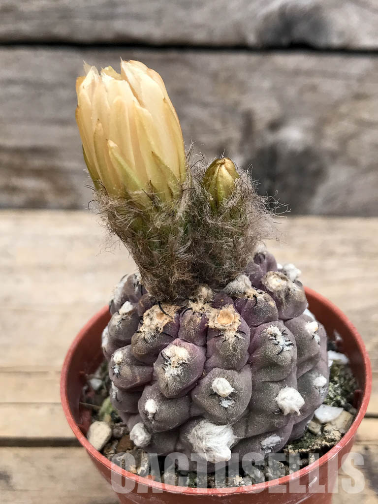 LOT493 10 SEEDS Thelocephala napina LH1287 harvest 2024 - Image 5