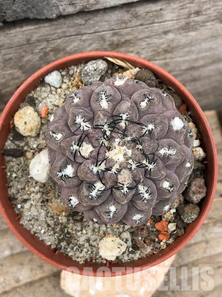 LOT493 10 SEEDS Thelocephala napina LH1287 harvest 2024 - Image 7