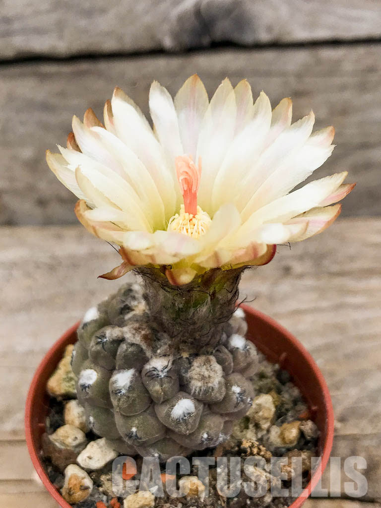 LOT493 10 SEEDS Thelocephala napina LH1287 harvest 2024