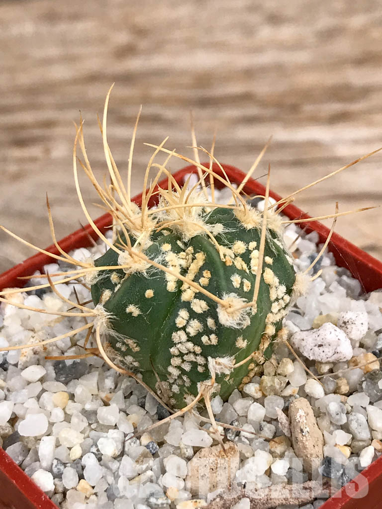 SHPR5915 Astrophytum capricorne cv. Crassispinoides x Super Kabuto