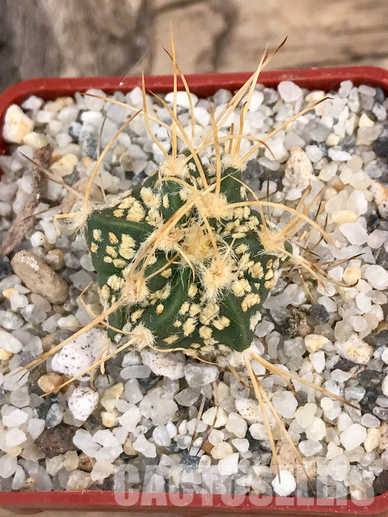 SHPR5915 Astrophytum capricorne cv. Crassispinoides x Super Kabuto - Image 4