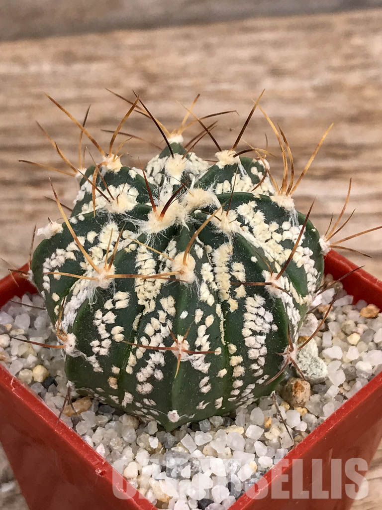 SHPR5916 Astrophytum capricorne cv. Crassispinoides x Super Kabuto - Image 3