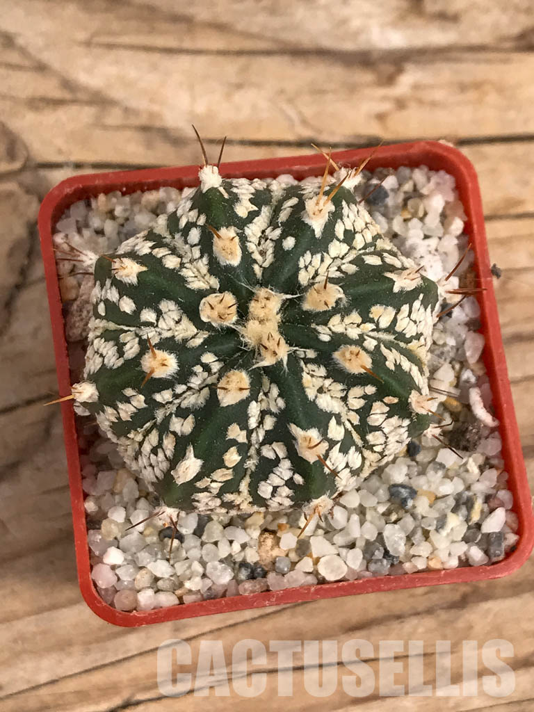 SHPR5916 Astrophytum capricorne cv. Crassispinoides x Super Kabuto - Image 5