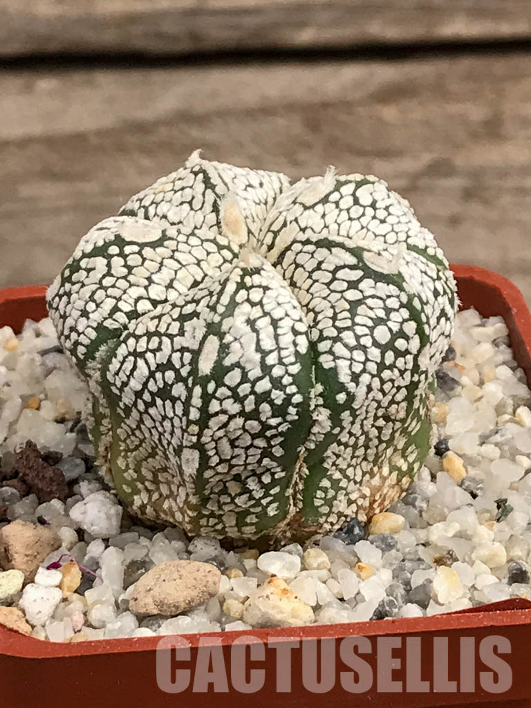 SHPR5918 Astrophytum hybrid ONZ-SK (A. myriostigma cv. Onzuka x A. asterias cv. Superkabuto) - Image 2