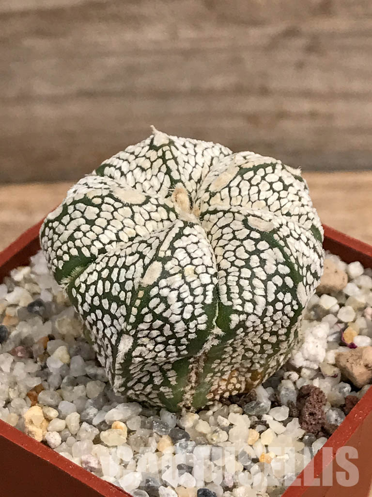 SHPR5918 Astrophytum hybrid ONZ-SK (A. myriostigma cv. Onzuka x A. asterias cv. Superkabuto) - Image 3