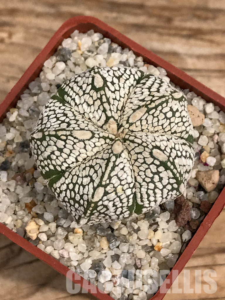 SHPR5918 Astrophytum hybrid ONZ-SK (A. myriostigma cv. Onzuka x A. asterias cv. Superkabuto)