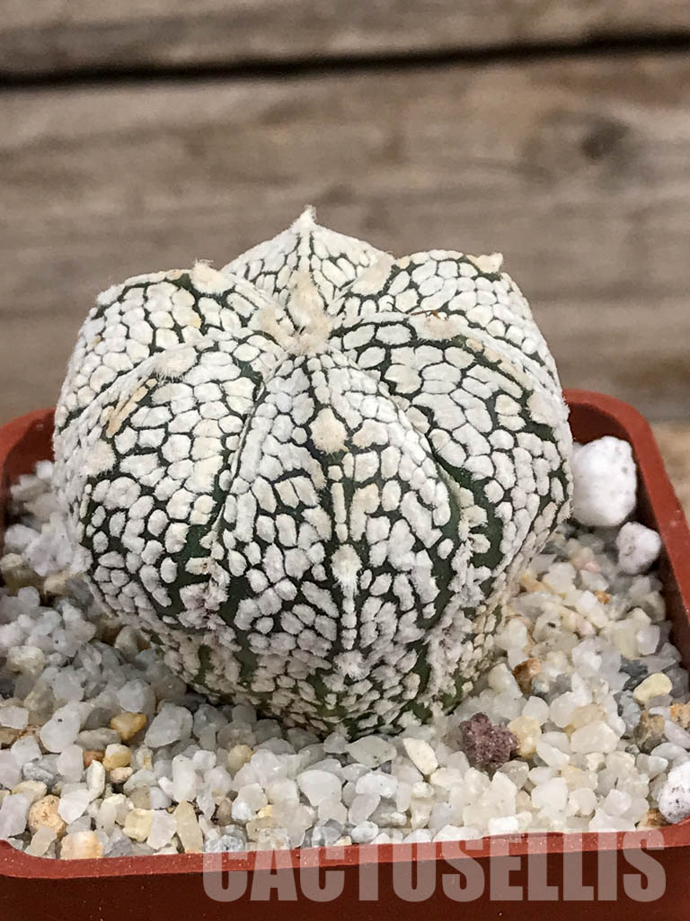 SHPR5919 Astrophytum hybrid ONZ-SK (A. myriostigma cv. Onzuka x A. asterias cv. Superkabuto) - Image 2