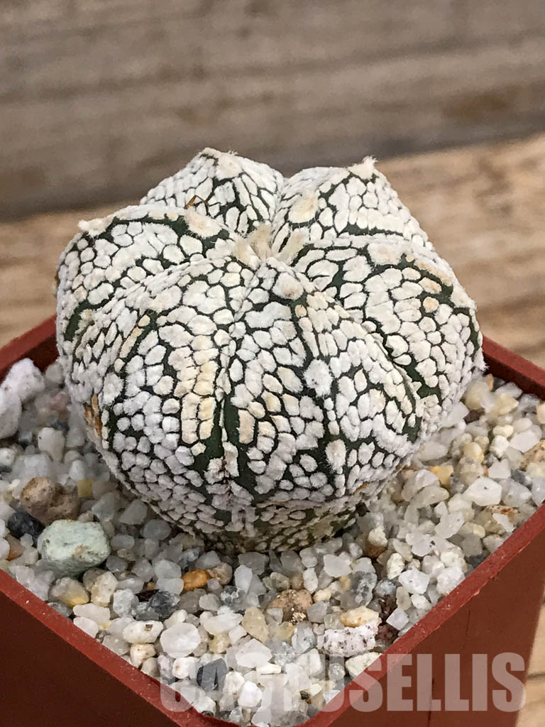SHPR5919 Astrophytum hybrid ONZ-SK (A. myriostigma cv. Onzuka x A. asterias cv. Superkabuto) - Image 3