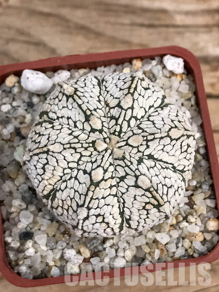 SHPR5919 Astrophytum hybrid ONZ-SK (A. myriostigma cv. Onzuka x A. asterias cv. Superkabuto)