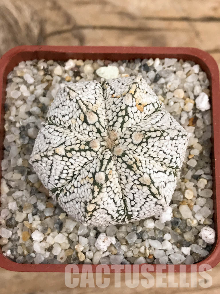 SHPR5919 Astrophytum hybrid ONZ-SK (A. myriostigma cv. Onzuka x A. asterias cv. Superkabuto) - Image 5