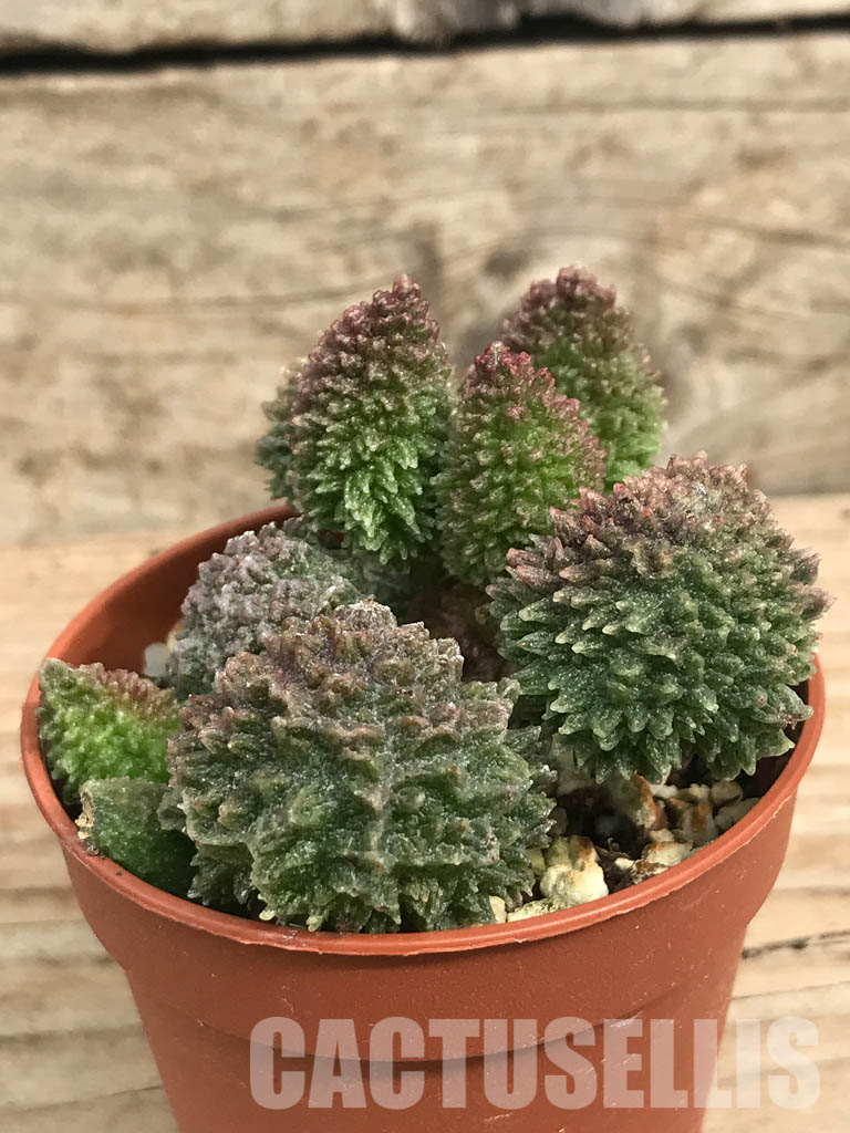 SHPR6550 Adromischus marianae ssp. herrei 'Red Coral' - Image 3