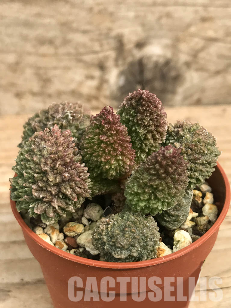 SHPR6550 Adromischus marianae ssp. herrei 'Red Coral' - Image 2