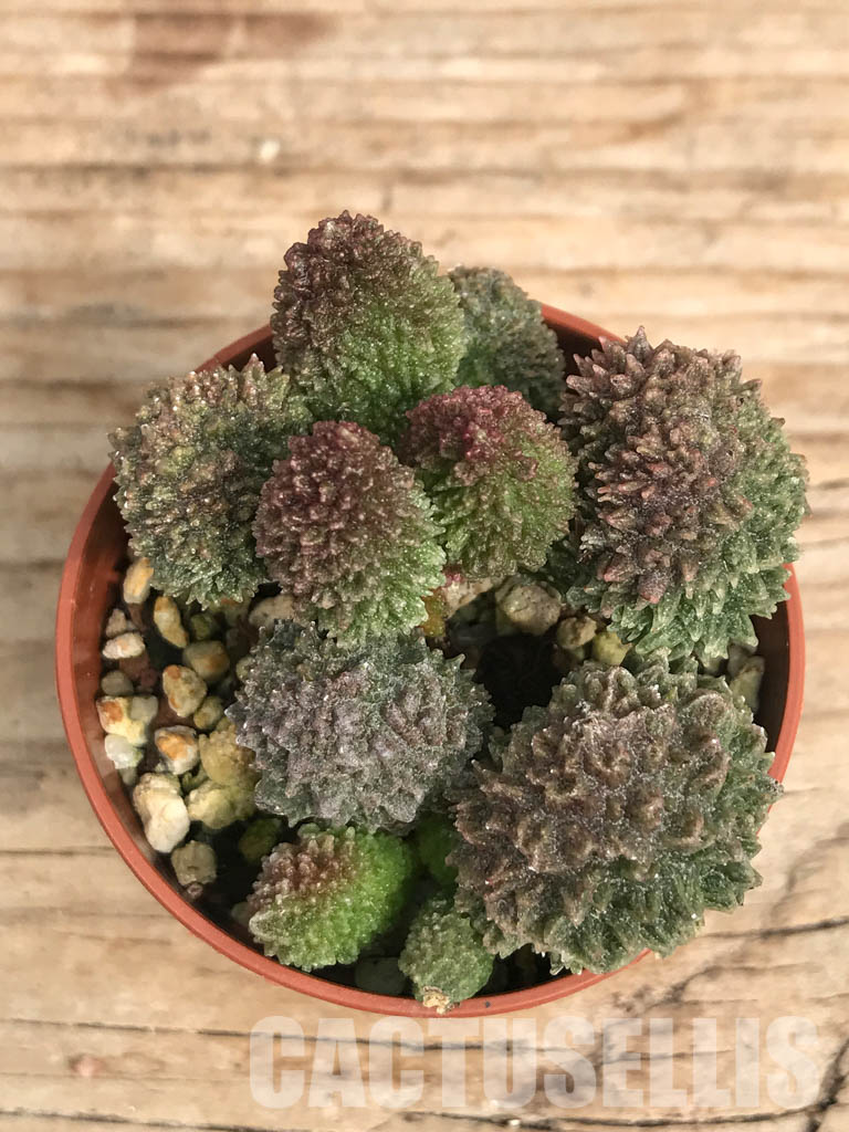 SHPR6550 Adromischus marianae ssp. herrei 'Red Coral'